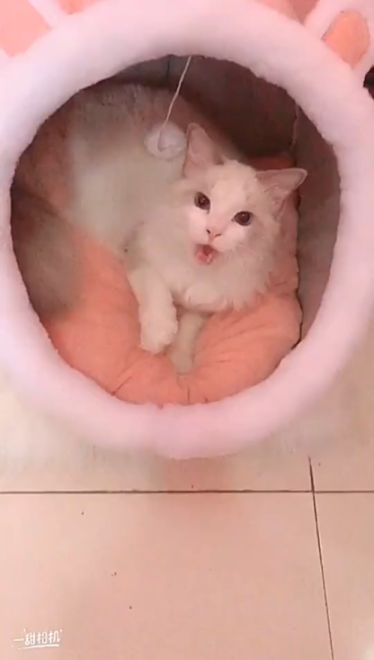 Four seasons universal Warm Cute Cat Houses